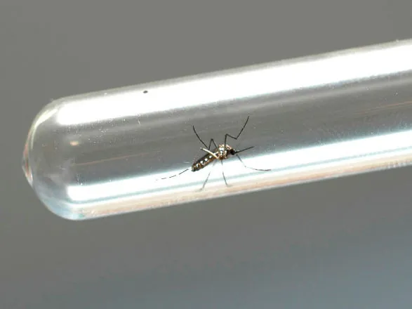 Boletim semanal da dengue confirma mais 305 casos no Paraná