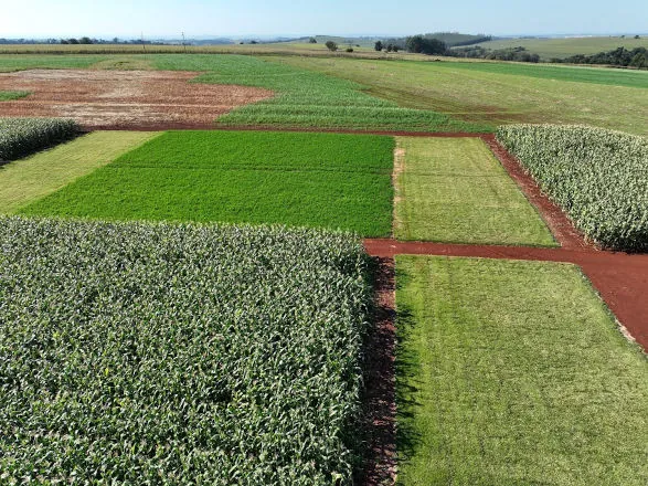 Soja Baixo Carbono terá primeiro dia de campo na Embrapa Soja