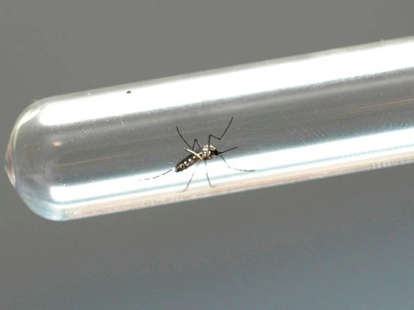 dengue 04 09 2024