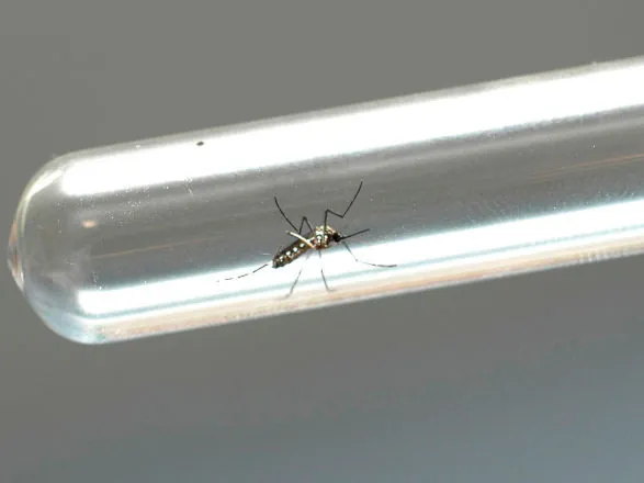 Boletim semanal da dengue confirma 278 novos casos da doença no Paraná