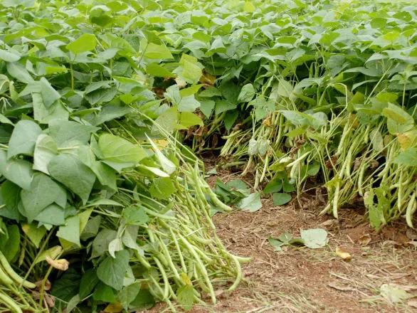 Perspectiva aponta para novo aumento na área de arroz e feijão na safra 2024/2025
