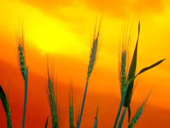Boletim Agrometeorológico analisa seca de agosto e cenário agrícola do Paraná