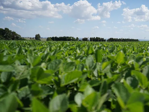 Cooperados da Frísia devem produzir 112 mil hectares de soja na safra 2024/2025 no Paraná