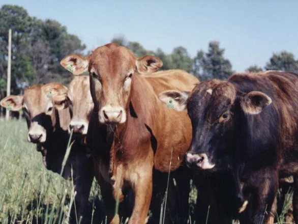 Capacitação em inseminação artificial apresenta resultados em propriedades na região de Itararé (SP)
