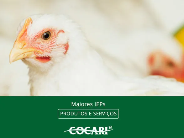 Cocari divulga os avicultores integrados com os maiores Índices de Eficiência Produtiva em setembro