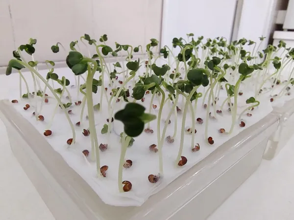 Apasem realiza evento inédito no setor de Laboratórios de Análise de Sementes