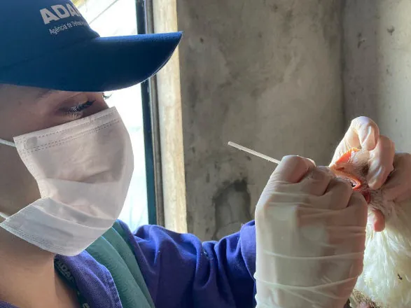 Adapar inicia ciclo de vigilância ativa contra influenza aviária e doença de Newcastle