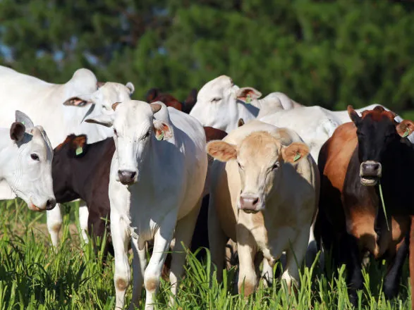 Encontro divulga estudo sobre tendências da pecuária nesta quarta-feira (13)