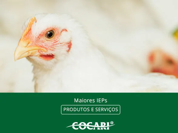 Cocari divulga os avicultores integrados com os maiores Índices de Eficiência Produtiva em outubro