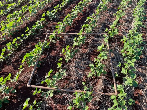 Programa da Cocamar dá ênfase ao uso de pré-emergentes no manejo de plantas daninhas