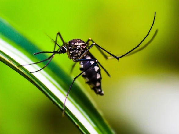 dengue 04 12 2024