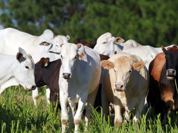 Boletim analisa variação do preço da arroba bovina e as frutas importadas de Natal