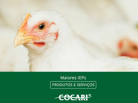 Cocari divulga os avicultores integrados com os maiores Índices de Eficiência Produtiva (IEPs) em novembro