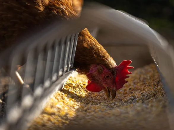 Setores de aves e suínos crescem em 2024 e projetam avanços em 2025