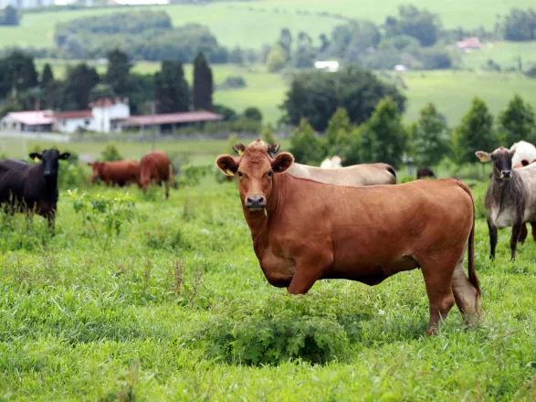 Plano de identificação de bovinos fortalecerá proteção do rebanho, avalia Adapar
