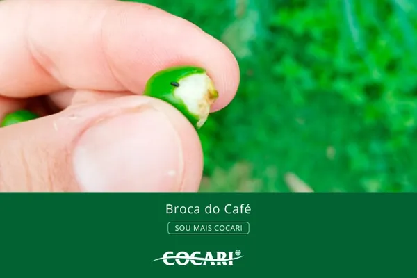 Broca-do-café: como proteger suas lavouras com eficiência