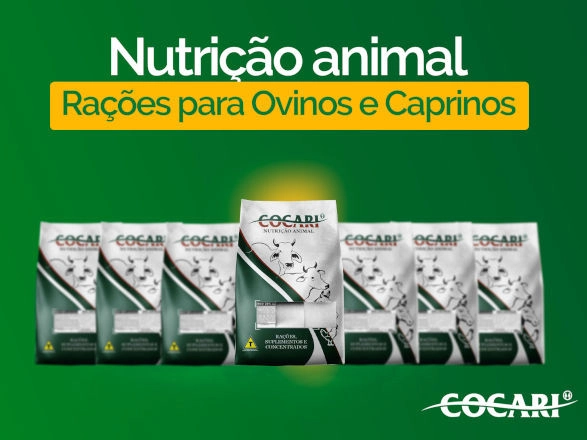 cocari 06 01 2025