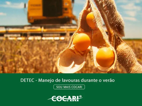 Cuidados essenciais para as lavouras no verão
