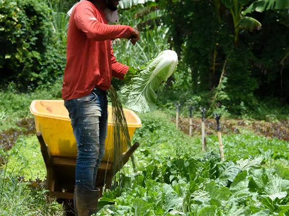 Compras públicas aumentam a renda de agricultores familiares em até 106%