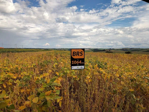 Embrapa demonstra cultivares de soja com produtividade elevada na Safratec 