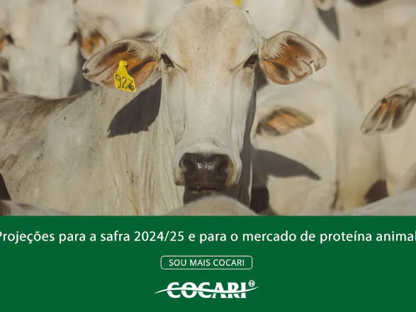 Projeções promissoras para a safra 2024/25 e expectativas para a proteína animal