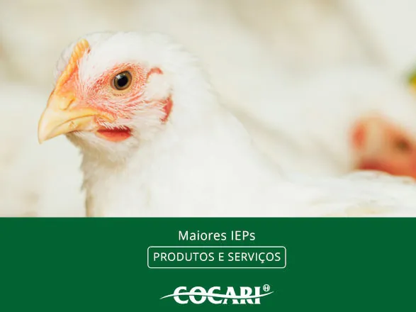 Cocari divulga a lista dos cooperados avicultores com os maiores Índices de Eficiência Produtiva (IEPs) de dezembro