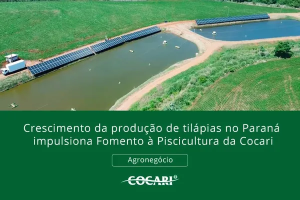 Crescimento da produção de tilápias impulsiona fomento à piscicultura da Cocari