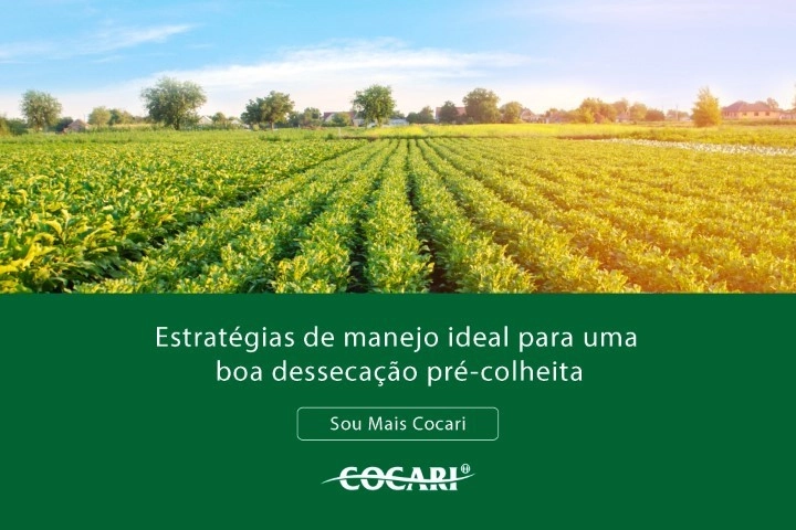 cocari I 24 01 2025
