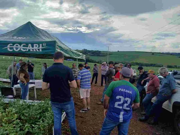 Dia de campo em Lunardelli apresenta novas cultivares de soja