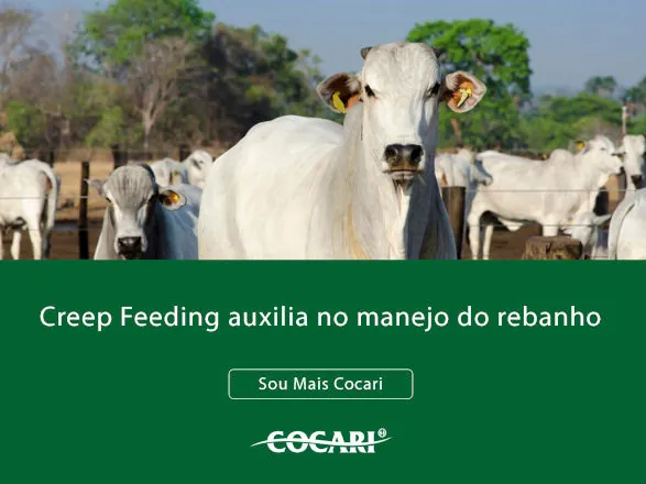 Creep Feeding acelera o ganho de peso e aumenta a produtividade do rebanho