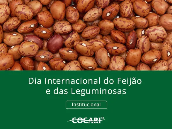 Dia Internacional do Feijão; manejo inteligente para uma lavoura produtiva