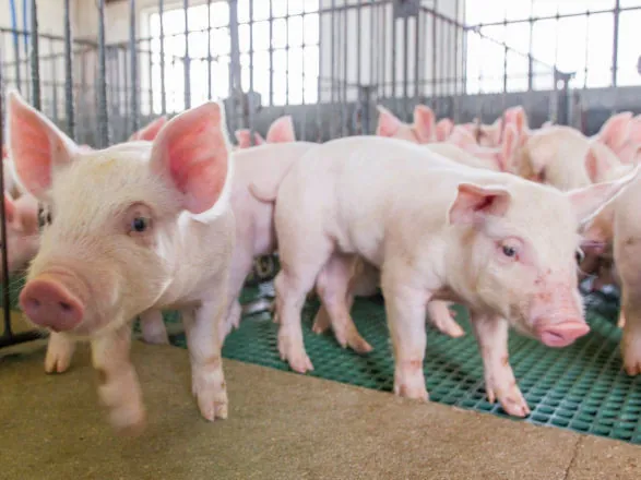 Embarques de carne suína crescem 6,4% em janeiro