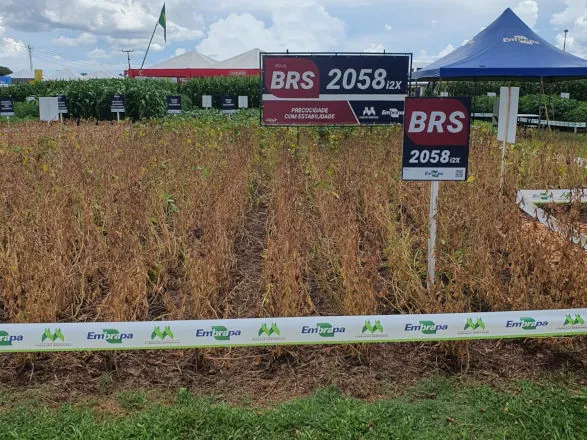 Embrapa lança seis inovações no Show Rural Coopavel