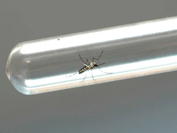 Casos de dengue caem 93,1% no Paraná em 2025; Estado recomenda cuidado constante