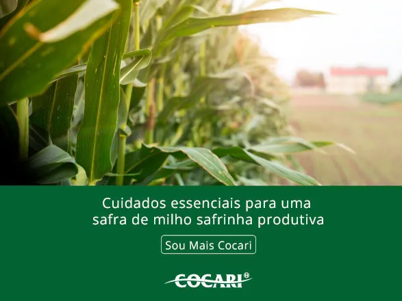 Cuidados essenciais para garantir uma boa produtividade no milho safrinha