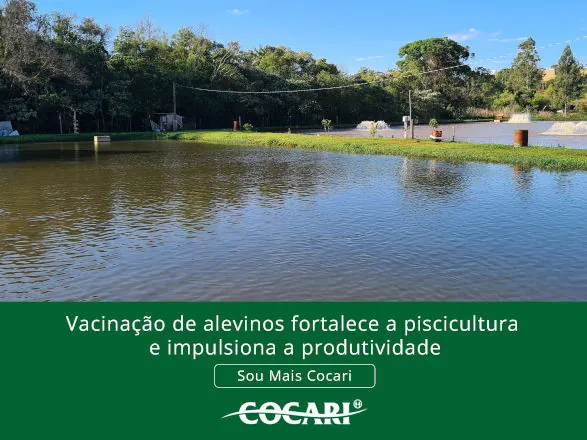 Vacinação de alevinos fortalece a piscicultura e impulsiona a produtividade