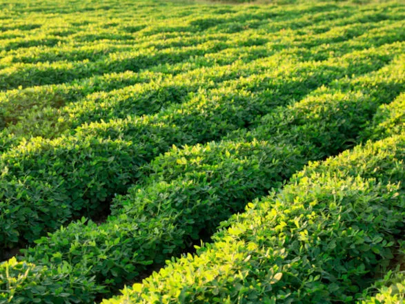 Valor Bruto da Produção do agro alcançou R$ 1,41 trilhão em janeiro