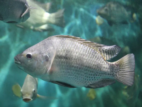 Paraná aumenta para 25% a participação na produção de peixes do país
