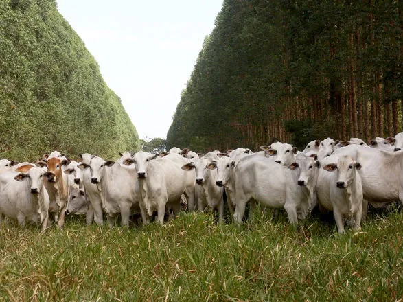 Dia de Campo celebra dez anos do sistema ILPF na região oeste paulista