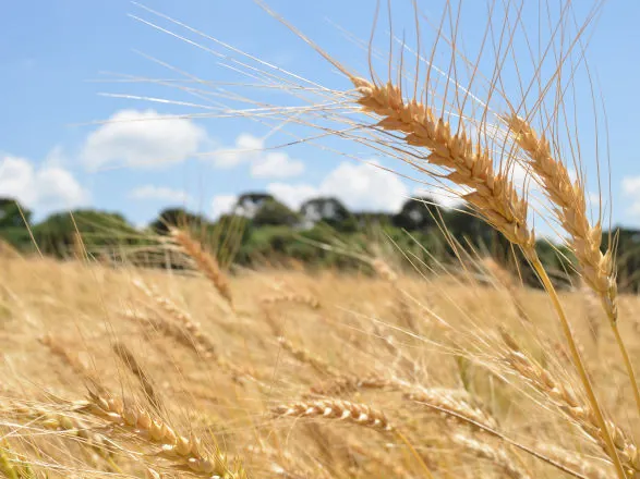Preços mínimos para safra 2025/26 de café, laranja, sisal e trigo são atualizados