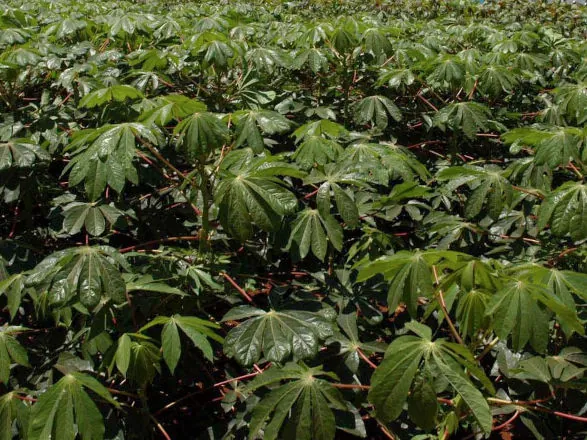 Cocamar promove 3º Dia de Campo Mandioca dia 27, na UDT em Guairaçá