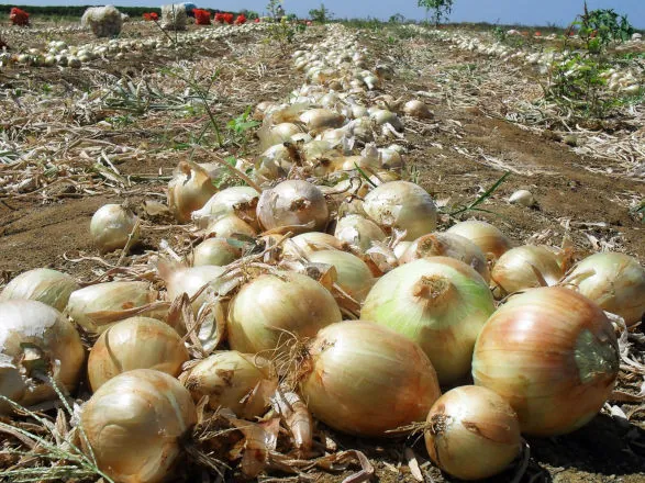 Paraná amplia produção de cebolas em 44% e safra será a melhor dos últimos 10 anos