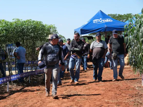 C.Vale promove Dia de Campo de Mandioca