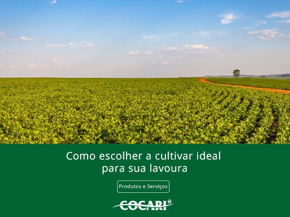 cocari II 25 03 2025