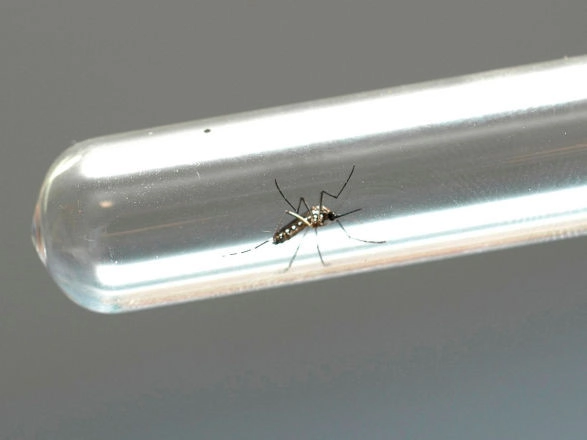 dengue 26 03 2025