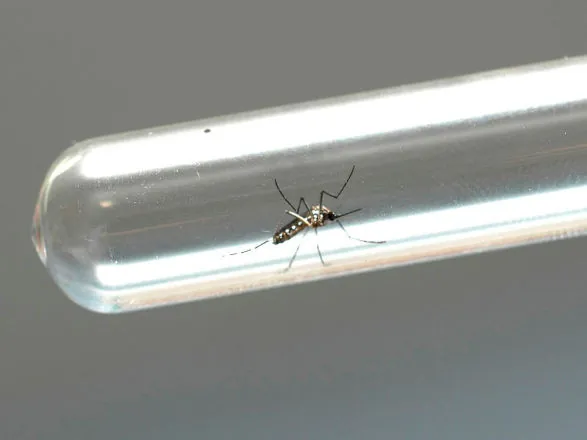 Boletim semanal registra mais um óbito e 4.549 novos casos de dengue no Paraná
