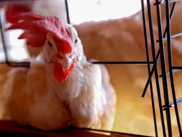 Governo federal suspende criação de aves ao ar livre sem tela de proteção superior
