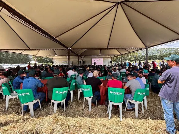 Dia de Campo Mandioca reuniu 400 participantes na UDT da Cocamar em Guairaçá     