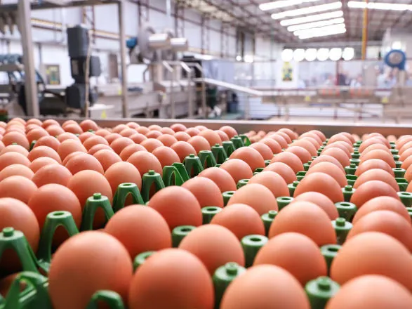 Produção de ovos para consumo cresce 5,7% no Paraná em 2024