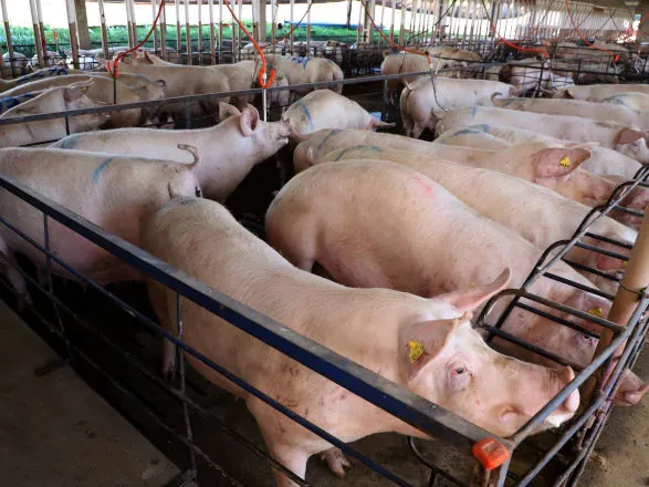 Paraná alcança em março de 2025 o 2º maior aumento da exportação de carne suína